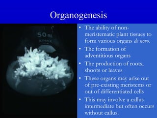 Organogenesis
• The ability of non-
meristematic plant tissues to
form various organs de novo.
• The formation of
adventitious organs
• The production of roots,
shoots or leaves
• These organs may arise out
of pre-existing meristems or
out of differentiated cells
• This may involve a callus
intermediate but often occurs
without callus.
 