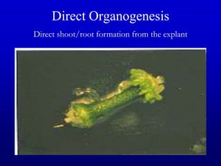 Direct Organogenesis
Direct shoot/root formation from the explant
 