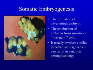 Somatic Embryogenesis
• The formation of
adventitious embryos
• The production of
embryos from somatic or
“non-germ” cells.
• It usually involves a callus
intermediate stage which
can result in variation
among seedlings
 
