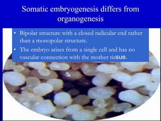 Somatic embryogenesis differs from
organogenesis
• Bipolar structure with a closed radicular end rather
than a monopolar structure.
• The embryo arises from a single cell and has no
vascular connection with the mother tissue.
 