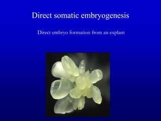 Direct somatic embryogenesis
Direct embryo formation from an explant
 