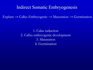Indirect Somatic Embryogenesis
Explant → Callus Embryogenic → Maturation → Germination
1. Calus induction
2. Callus embryogenic development
3. Maturation
4. Germination
 