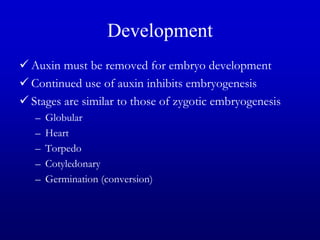 Development
 Auxin must be removed for embryo development
 Continued use of auxin inhibits embryogenesis
 Stages are similar to those of zygotic embryogenesis
– Globular
– Heart
– Torpedo
– Cotyledonary
– Germination (conversion)
 