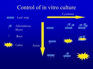 Control of in vitro culture
Cytokinin
Auxin
Leaf strip
Adventitious
Shoot
Root
Callus
 
