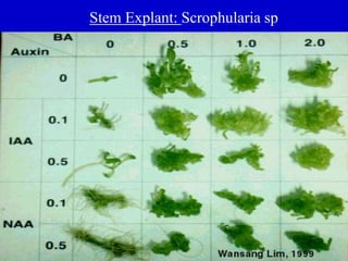 Stem Explant: Scrophularia sp
 