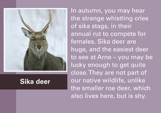 In autumn, you may hear
the strange whistling cries
of sika stags, in their
annual rut to compete for
females. Sika deer are
huge, and the easiest deer
to see at Arne – you may be
lucky enough to get quite
close.They are not part of
our native wildlife, unlike
the smaller roe deer, which
also lives here, but is shy.
Sika deer
MikeLane(rspb-images.com)
 