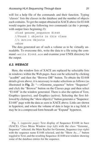 Accessing HLA Sequencing Through 6ace 31
will list a help file of the commands and their function. Typing
‘classes’ lists the classes in the database and the number of objects
each contains. To get the output obtained in XACE above for E1448
would require just the following two commands (at the > prompt,
with output lines beginning //):
>find genome_sequence E1448
//Found 1 objects in this class
//1 Active Objects
>show
The data generated are of such a volume as to be virtually un-
readable. To overcome this, write the data to a file using the com-
mand >write E1448.ace and examine your UNIX directory for
the output.
6.3. WEBACE
Here, the window lists of XACE are replaced by selectable lists
in windows within the Web pages. 6ace can be selected by clicking
“acedb6” and then the “Browse DB” button. To obtain the E1448
details given above, it is necessary to make selections as follows (as
illustrated in Fig. 2): “—>Genome_sequence” below “Sequence”
and click the “Browse” button on the Classes page and then select
“E1448” in the window generated. There is also the option of Text,
Graphics (passive), and Graphics (active). Selecting the first fol-
lowed by clicking the “show object(s)” button generates a “Sequence:
E1448” page with the data as seen in XACE above. Links are shown
in hypertext, and where the volume of data is large in a tag field, it
may be in a compressed form beneath an “Expand” hypertext.
Fig. 1. (opposite page) Text display of Sequence E1448 in 6ace
(XACE). Class Menu Window (top left) with the class “Genome_
Sequence” selected; the Main KeySet for Genome_Sequence (top right)
with the sequence name E1448 selected, and the “Show As…:” button
toggled to Text; and the resulting Sequence: E1448 text window showing
some of the database entries for the sequence.
 