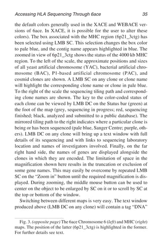 Accessing HLA Sequencing Through 6ace 35
the default colors generally used in the XACE and WEBACE ver-
sions of 6ace. In XACE, it is possible for the user to alter these
colors). The box associated with the MHC region (6p21_3ctg) has
been selected using LMB SC. This selection changes the box color
to pale blue, and the contig name appears highlighted in blue. The
zoomed in view of 6p21_3ctg shows the status of the 4000 kb MHC
region. To the left of the scale, the approximate positions and sizes
of all yeast artificial chromosome (YAC), bacterial artificial chro-
mosome (BAC), P1-based artificial chromosome (PAC), and
cosmid clones are shown. A LMB SC on any clone or clone name
will highlight the corresponding clone name or clone in pale blue.
To the right of the scale the sequencing tiling path and correspond-
ing clone names are shown. The key to the color-coded status of
each clone can be viewed by LMB DC on the Status bar (green) at
the foot of the map (grey, sequencing in progress; red, sequencing
finished; black, analyzed and submitted to a public database). The
mirrored tiling path to the right indicates where a particular clone is
being or has been sequenced (pale blue, Sanger Centre; purple, oth-
ers). LMB DC on any clone will bring up a text window with full
details of its sequencing and with links to sequencing laboratory
location and names of investigators involved. Finally, on the far
right hand side, the names of genes are displayed alongside the
clones in which they are encoded. The limitation of space in the
magnification shown here results in the truncation or exclusion of
some gene names. This may easily be overcome by repeated LMB
SC on the “Zoom in” button until the required magnification is dis-
played. During zooming, the middle mouse button can be used to
center on the object to be enlarged by SC on it or to scroll by SC at
the top or bottom of the window.
Switching between different maps is very easy. The text window
produced above (LMB DC on any clone) will contain a tag “DNA”
Fig. 3. (opposite page) The 6ace Chromosome 6 (left) and MHC (right)
maps. The position of the latter (6p21_3ctg) is highlighted in the former.
For further details see text.
 