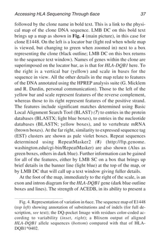 Accessing HLA Sequencing Through 6ace 37
followed by the clone name in bold text. This is a link to the physi-
cal map of the clone DNA sequence. LMB DC on this bold text
brings up a map as shown in Fig. 4 (main picture), in this case for
clone E1448. On the left is a locator bar (light red when whole map
is viewed, but changing to green when zoomed in) next to a box
representing the clone (black outline; LMB DC on this box returns
to the sequence text window). Names of genes within the clone are
superimposed on the locator bar, as is that for HLA-DQB1 here. To
the right is a vertical bar (yellow) and scale in bases for the
sequence in view. All the other details in the map relate to features
of the DNA annotated using the HPREP analysis suite (G. Micklem
and R. Durdin, personal communication). Those to the left of the
yellow bar and scale represent features of the reverse complement,
whereas those to its right represent features of the positive strand.
The features include significant matches determined using Basic
Local Alignment Search Tool (BLAST) (7) to entries in the protein
databases (BLASTX; light blue boxes), to entries in the nucleotide
databases (BLASTN; yellow boxes), and to vertebrate mRNA
(brown boxes). At the far right, similarity to expressed sequence tag
(EST) clusters are shown as pale violet boxes. Repeat sequences
determined using RepeatMasker2 (8) (http://ftp.genome.
washington.edu/cgi-bin/RepeatMasker) are also shown (Alus as
green boxes, others in dark blue). Further information can be gained
for all of the features, either by LMB SC on a box that brings up
brief details in the banner line (light blue) at the top of the map, or
by LMB DC that will call up a text window giving fuller details.
At the foot of the map, immediately to the right of the scale, is an
exon and intron diagram for the HLA-DQB1 gene (dark blue outline
boxes and lines). The strength of ACEDB, in its ability to present a
Fig. 4. Representation of variation in 6ace. The sequence map of E1448
(top left) showing annotation of substitutions and of indels (for full de-
scription, see text); the DQ-pocket Image with residues color-coded ac-
cording to variability (inset, right); a Blixem output of aligned
HLA-DQB1 allele sequences (bottom) compared with that of HLA-
DQB1*0402.
 