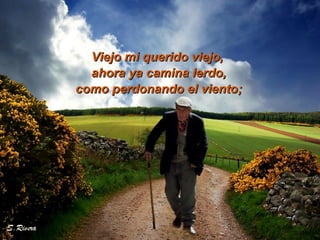 Viejo mi querido viejo,  como perdonando el viento;   ahora ya camina lerdo, 