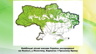 Найбільші лісові масиви України зосереджені
на Поліссі, у Лісостепу, Карпатах і Гірському Криму
 