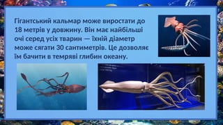 Гігантський кальмар може виростати до
18 метрів у довжину. Він має найбільші
очі серед усіх тварин — їхній діаметр
може сягати 30 сантиметрів. Це дозволяє
їм бачити в темряві глибин океану.
 