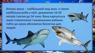 Китова акула – найбільший вид акул, а також
найбільша риба у світі, довжиною 16-20
метрів і вагою до 34 тонн. Вона харчується
лише планктоном і маленькими рибами,
тобто ця акула абсолютно безпечна для
людей.
 