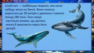 Синій кит — найбільша тварина, яка коли-
небудь жила на Землі. Вони можуть
виростати до 30 метрів у довжину і важити
понад 180 тонн. Їхнє серце
настільки велике, що дитина
могла б проплисти через його
артерії.
 