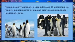 Пінгвіни можуть плавати зі швидкістю до 15 кілометрів на
годину, що допомагає їм швидко втекти від хижаків або
наздогнати рибу.
 