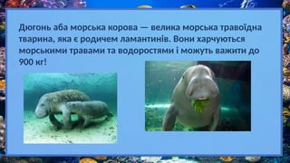Дюгонь аба морська корова — велика морська травоїдна
тварина, яка є родичем ламантинів. Вони харчуються
морськими травами та водоростями і можуть важити до
900 кг!
 