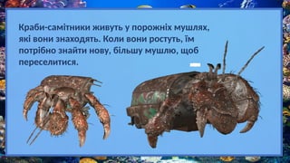 Краби-самітники живуть у порожніх мушлях,
які вони знаходять. Коли вони ростуть, їм
потрібно знайти нову, більшу мушлю, щоб
переселитися.
 