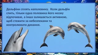 Дельфіни сплять наполовину. Коли дельфін
спить, тільки одна половина його мозку
відпочиває, а інша залишається активною,
щоб стежити за небезпеками та
контролювати дихання.
 