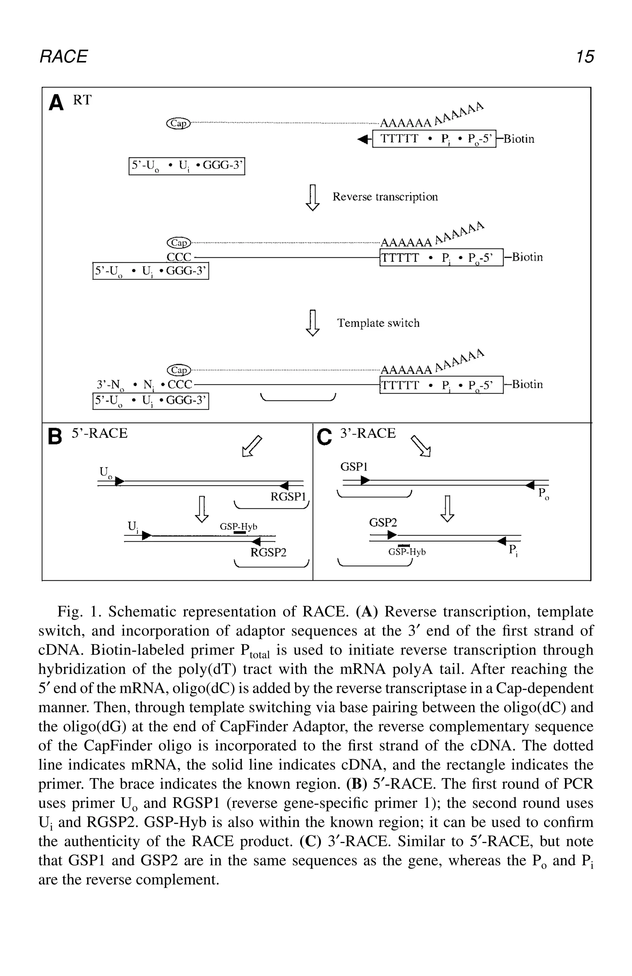 RACE 15
Fig. 1. Schematic representation of RACE. (A) Reverse transcription, template
switch, and incorporation of adaptor sequences at the 3′ end of the first strand of
cDNA. Biotin-labeled primer Ptotal is used to initiate reverse transcription through
hybridization of the poly(dT) tract with the mRNA polyA tail. After reaching the
5′ end of the mRNA, oligo(dC) is added by the reverse transcriptase in a Cap-dependent
manner. Then, through template switching via base pairing between the oligo(dC) and
the oligo(dG) at the end of CapFinder Adaptor, the reverse complementary sequence
of the CapFinder oligo is incorporated to the first strand of the cDNA. The dotted
line indicates mRNA, the solid line indicates cDNA, and the rectangle indicates the
primer. The brace indicates the known region. (B) 5′-RACE. The first round of PCR
uses primer Uo and RGSP1 (reverse gene-specific primer 1); the second round uses
Ui and RGSP2. GSP-Hyb is also within the known region; it can be used to confirm
the authenticity of the RACE product. (C) 3′-RACE. Similar to 5′-RACE, but note
that GSP1 and GSP2 are in the same sequences as the gene, whereas the Po and Pi
are the reverse complement.
CH02,13-24,12pgs 01/03/03, 7:32 PM
15
 