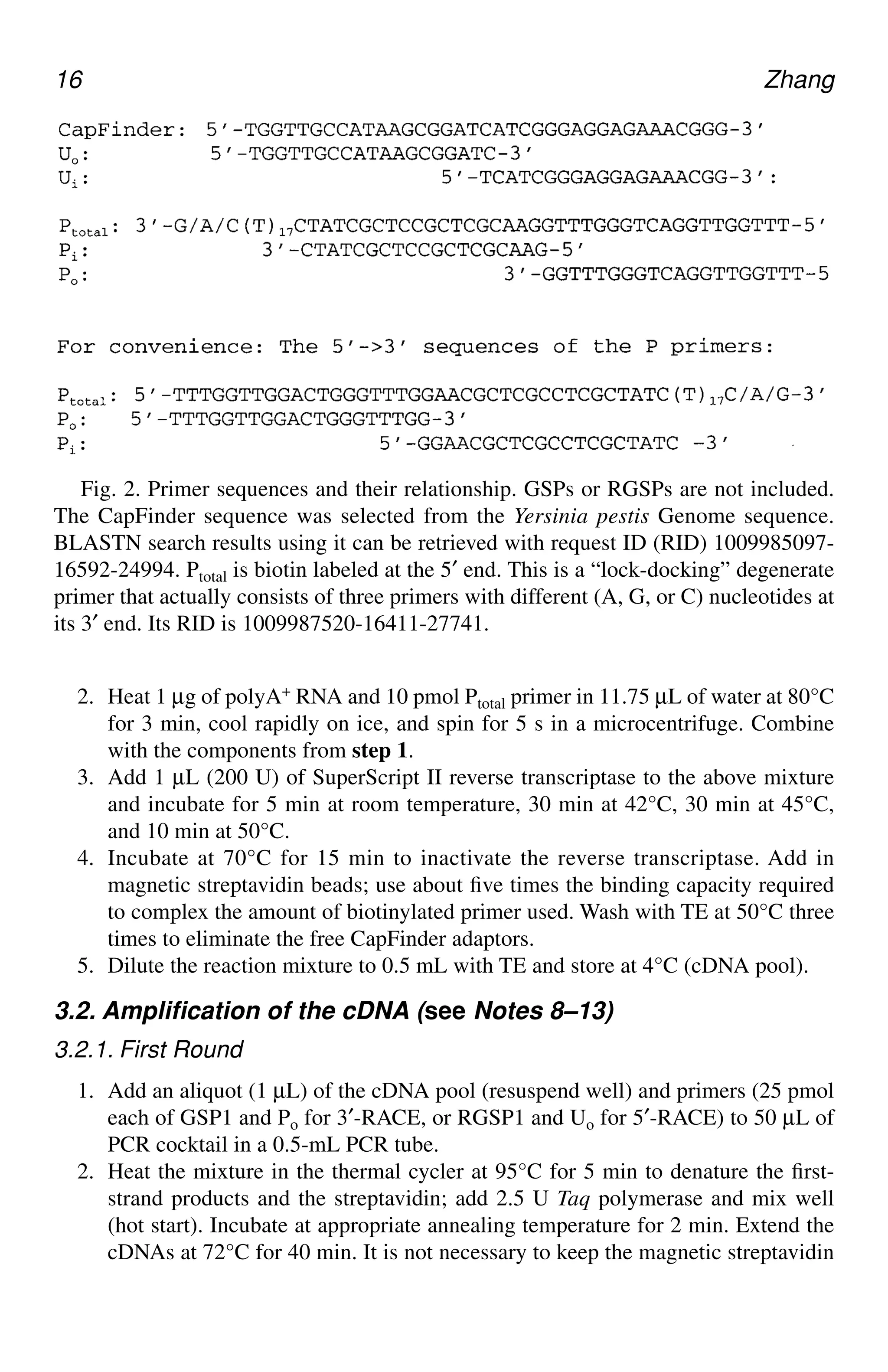 16 Zhang
2. Heat 1 µg of polyA+ RNA and 10 pmol Ptotal primer in 11.75 µL of water at 80°C
for 3 min, cool rapidly on ice, and spin for 5 s in a microcentrifuge. Combine
with the components from step 1.
3. Add 1 µL (200 U) of SuperScript II reverse transcriptase to the above mixture
and incubate for 5 min at room temperature, 30 min at 42°C, 30 min at 45°C,
and 10 min at 50°C.
4. Incubate at 70°C for 15 min to inactivate the reverse transcriptase. Add in
magnetic streptavidin beads; use about five times the binding capacity required
to complex the amount of biotinylated primer used. Wash with TE at 50°C three
times to eliminate the free CapFinder adaptors.
5. Dilute the reaction mixture to 0.5 mL with TE and store at 4°C (cDNA pool).
3.2. Amplification of the cDNA (see Notes 8–13)
3.2.1. First Round
1. Add an aliquot (1 µL) of the cDNA pool (resuspend well) and primers (25 pmol
each of GSP1 and Po for 3′-RACE, or RGSP1 and Uo for 5′-RACE) to 50 µL of
PCR cocktail in a 0.5-mL PCR tube.
2. Heat the mixture in the thermal cycler at 95°C for 5 min to denature the first-
strand products and the streptavidin; add 2.5 U Taq polymerase and mix well
(hot start). Incubate at appropriate annealing temperature for 2 min. Extend the
cDNAs at 72°C for 40 min. It is not necessary to keep the magnetic streptavidin
Fig. 2. Primer sequences and their relationship. GSPs or RGSPs are not included.
The CapFinder sequence was selected from the Yersinia pestis Genome sequence.
BLASTN search results using it can be retrieved with request ID (RID) 1009985097-
16592-24994. Ptotal is biotin labeled at the 5′ end. This is a “lock-docking” degenerate
primer that actually consists of three primers with different (A, G, or C) nucleotides at
its 3′ end. Its RID is 1009987520-16411-27741.
CH02,13-24,12pgs 01/03/03, 7:32 PM
16
 