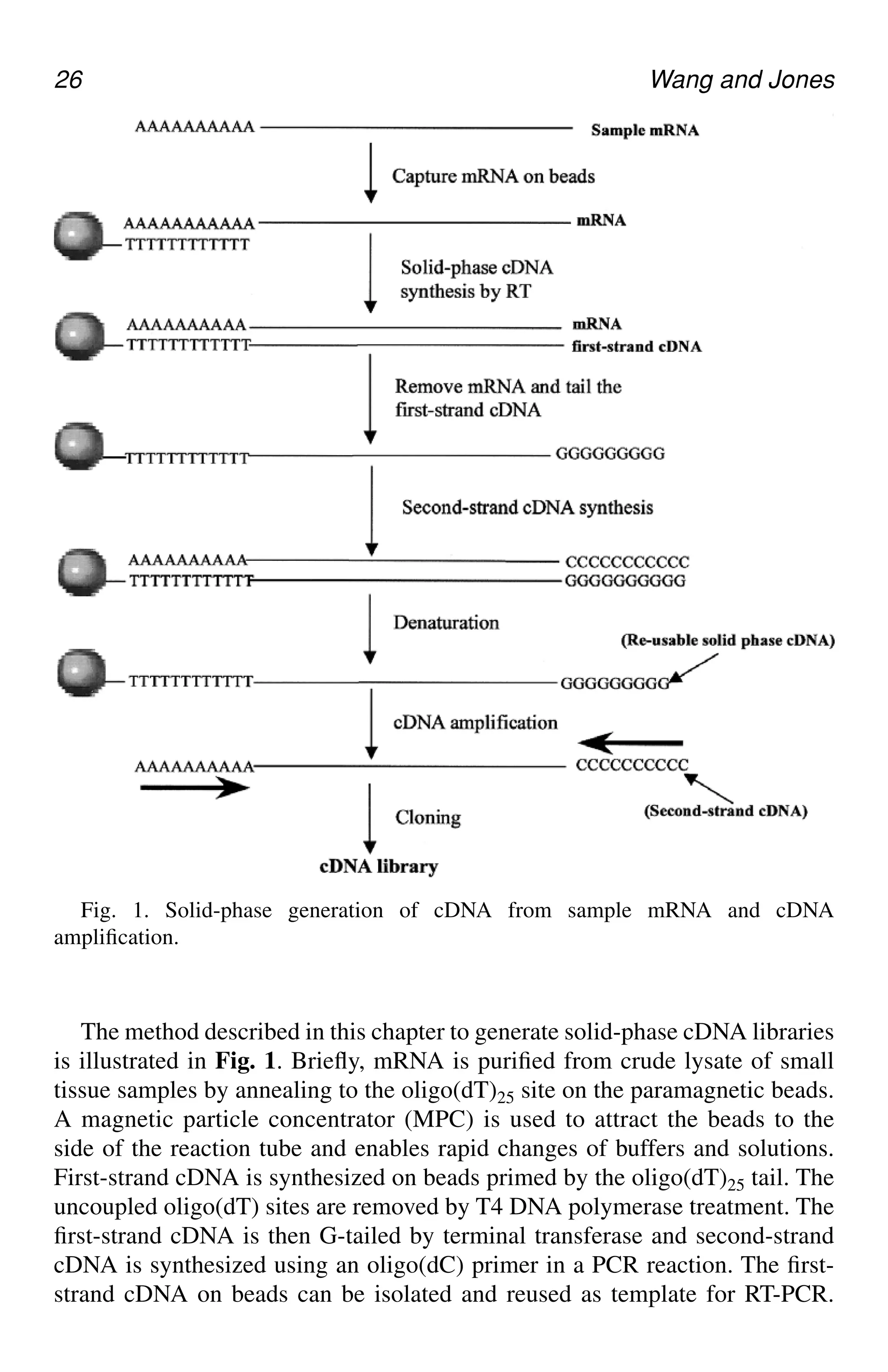 26 Wang and Jones
The method described in this chapter to generate solid-phase cDNA libraries
is illustrated in Fig. 1. Briefly, mRNA is purified from crude lysate of small
tissue samples by annealing to the oligo(dT)25 site on the paramagnetic beads.
A magnetic particle concentrator (MPC) is used to attract the beads to the
side of the reaction tube and enables rapid changes of buffers and solutions.
First-strand cDNA is synthesized on beads primed by the oligo(dT)25 tail. The
uncoupled oligo(dT) sites are removed by T4 DNA polymerase treatment. The
first-strand cDNA is then G-tailed by terminal transferase and second-strand
cDNA is synthesized using an oligo(dC) primer in a PCR reaction. The first-
strand cDNA on beads can be isolated and reused as template for RT-PCR.
Fig. 1. Solid-phase generation of cDNA from sample mRNA and cDNA
amplification.
CH03,25-32,8pgs 01/03/03, 7:32 PM
26
 