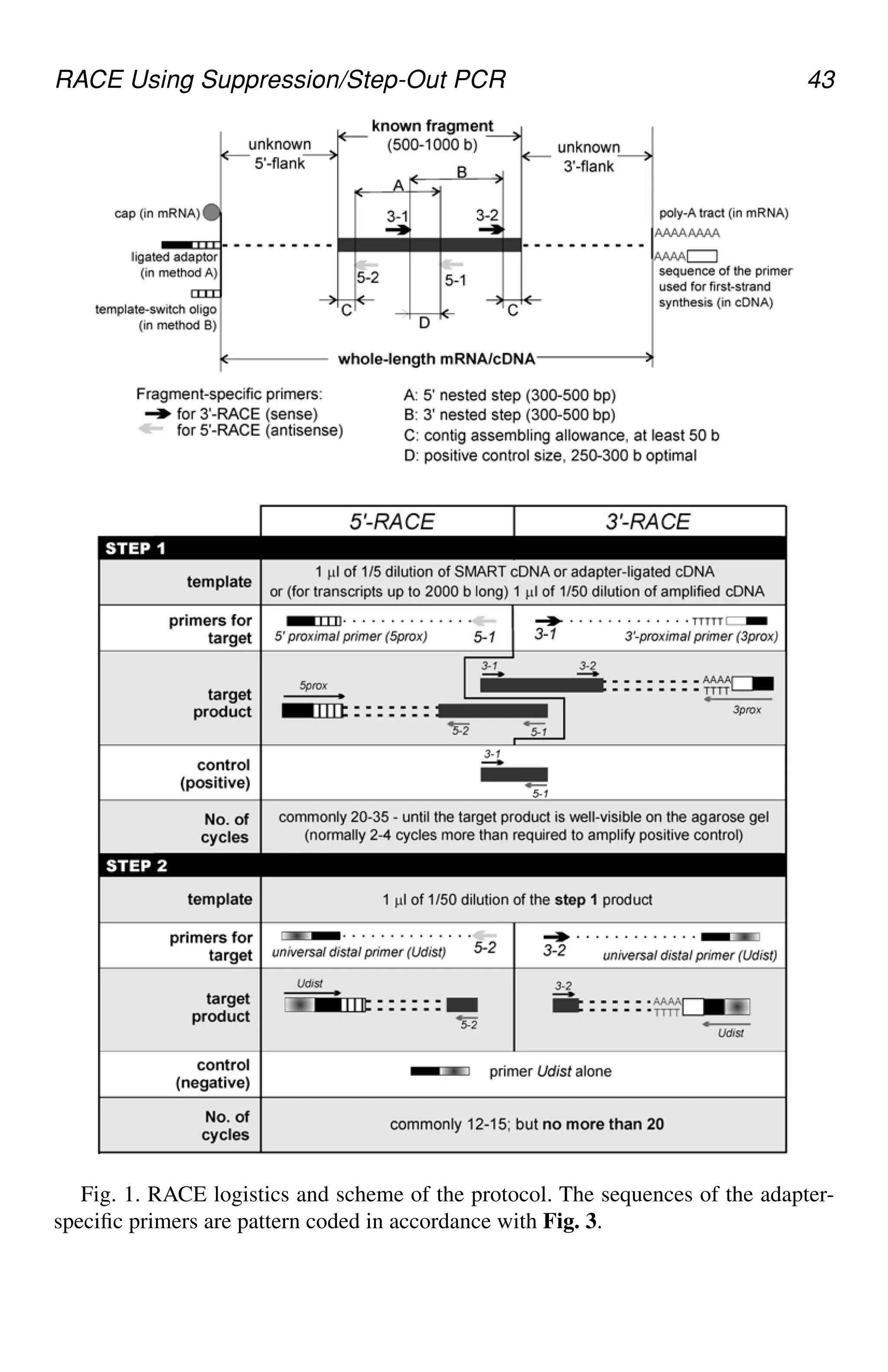 RACE Using Suppression/Step-Out PCR 43
Fig. 1. RACE logistics and scheme of the protocol. The sequences of the adapter-
specific primers are pattern coded in accordance with Fig. 3.
CH05,41-50,10pgs 01/03/03, 7:33 PM
43
 