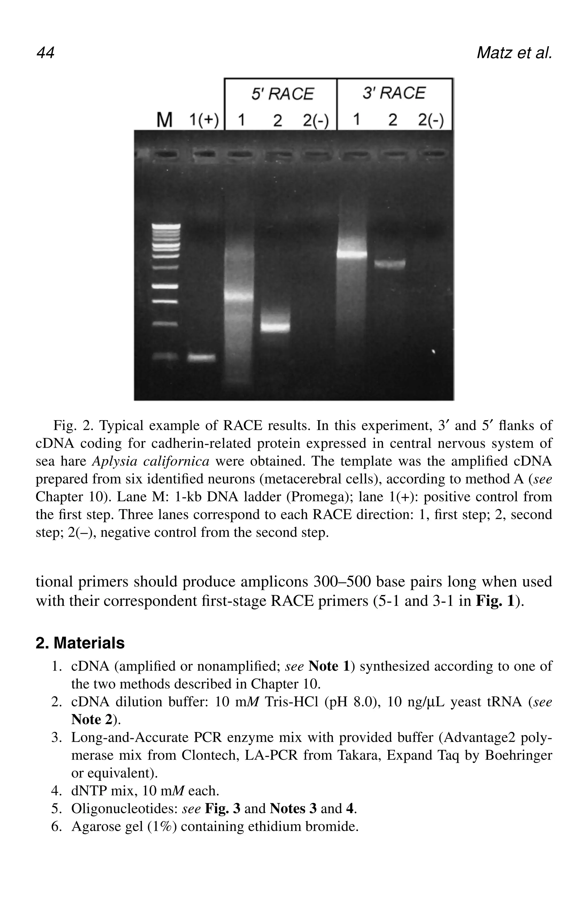 44 Matz et al.
tional primers should produce amplicons 300–500 base pairs long when used
with their correspondent first-stage RACE primers (5-1 and 3-1 in Fig. 1).
2. Materials
1. cDNA (amplified or nonamplified; see Note 1) synthesized according to one of
the two methods described in Chapter 10.
2. cDNA dilution buffer: 10 mM Tris-HCl (pH 8.0), 10 ng/µL yeast tRNA (see
Note 2).
3. Long-and-Accurate PCR enzyme mix with provided buffer (Advantage2 poly-
merase mix from Clontech, LA-PCR from Takara, Expand Taq by Boehringer
or equivalent).
4. dNTP mix, 10 mM each.
5. Oligonucleotides: see Fig. 3 and Notes 3 and 4.
6. Agarose gel (1%) containing ethidium bromide.
Fig. 2. Typical example of RACE results. In this experiment, 3′ and 5′ flanks of
cDNA coding for cadherin-related protein expressed in central nervous system of
sea hare Aplysia californica were obtained. The template was the amplified cDNA
prepared from six identified neurons (metacerebral cells), according to method A (see
Chapter 10). Lane M: 1-kb DNA ladder (Promega); lane 1(+): positive control from
the first step. Three lanes correspond to each RACE direction: 1, first step; 2, second
step; 2(–), negative control from the second step.
CH05,41-50,10pgs 01/03/03, 7:33 PM
44
 