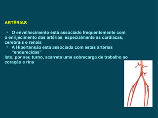 ARTÉRIAS O envelhecimento está associado frequentemente com  o enrijecimento das artérias, especialmente as cardíacas, cerebrais e renais A Hipertensão está associada com estas artérias “endurecidas”  Isto, por seu turno, acarreta uma sobrecarga de trabalho ao  coração e rins 