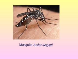 Mosquito Aedes aegypti
 