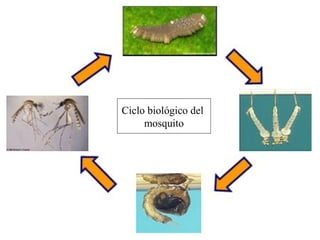 Ciclo biológico del
mosquito
 