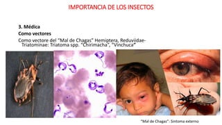 Vinchuca Insecto ENTOMOLOGIA-I-cursos universitarios integrados | PPTX