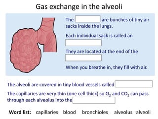 Gas exchange in the alveoli
The alveoli are bunches of tiny air
sacks inside the lungs.
Each individual sack is called an
alveolus.
They are located at the end of the
bronchioles.
When you breathe in, they fill with air.
The alveoli are covered in tiny blood vessels called capillaries.
The capillaries are very thin (one cell thick) so O2 and CO2 can pass
through each alveolus into the blood stream.
Word list: capillaries blood bronchioles alveolus alveoli
 