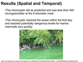 Results (Spatial and Temporal) 
•The microcystin did as predicted and was less than 400 
micrograms/liter at the 5 kilometer mark. 
•The microcystin reached the ocean within the first day, 
and reached potentially dangerous levels for marine 
mammals very quickly. 
https://encrypted-tbn1.google.com/images?q=tbn:ANd9GcR1KzJ6nS0BCOSJ0JkH-QK2_1d-nNK0ERfAADuJL4e6qZZIxzlJ6A 
 