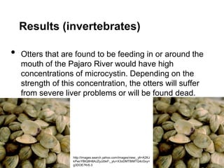 Results (invertebrates) 
• Otters that are found to be feeding in or around the 
mouth of the Pajaro River would have high 
concentrations of microcystin. Depending on the 
strength of this concentration, the otters will suffer 
from severe liver problems or will be found dead. 
http://images.search.yahoo.com/images/view;_ylt=A2KJ 
kPwcYBtQ8H8AJZyJzbkF;_ylu=X3oDMTBlMTQ4cGxy= 
g3DOE7Kr6.3 
 