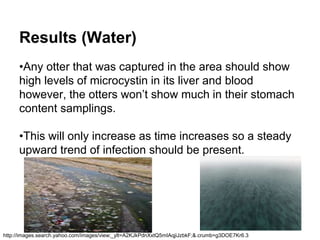 Results (Water) 
•Any otter that was captured in the area should show 
high levels of microcystin in its liver and blood 
however, the otters won’t show much in their stomach 
content samplings. 
•This will only increase as time increases so a steady 
upward trend of infection should be present. 
http://images.search.yahoo.com/images/view;_ylt=A2KJkPdnXxtQ5mIAqjiJzbkF;&.crumb=g3DOE7Kr6.3 
 