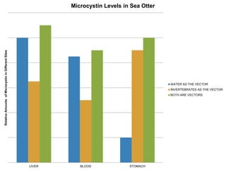 LIVER BLOOD STOMACH 
Relative Amounts of Microcystin in Different Sites 
Microcystin Levels in Sea Otter 
WATER AS THE VECTOR 
INVERTEBRATES AS THE VECTOR 
BOTH ARE VECTORS 
 