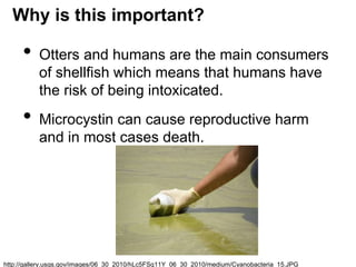 Why is this important? 
• Otters and humans are the main consumers 
of shellfish which means that humans have 
the risk of being intoxicated. 
• Microcystin can cause reproductive harm 
and in most cases death. 
http://gallery.usgs.gov/images/06_30_2010/hLc5FSq11Y_06_30_2010/medium/Cyanobacteria_15.JPG 
 