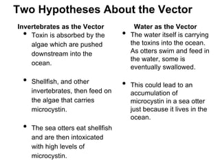 Two Hypotheses About the Vector 
Invertebrates as the Vector 
• Toxin is absorbed by the 
algae which are pushed 
downstream into the 
ocean. 
• Shellfish, and other 
invertebrates, then feed on 
the algae that carries 
microcystin. 
• The sea otters eat shellfish 
and are then intoxicated 
with high levels of 
microcystin. 
Water as the Vector 
• The water itself is carrying 
the toxins into the ocean. 
As otters swim and feed in 
the water, some is 
eventually swallowed. 
• This could lead to an 
accumulation of 
microcystin in a sea otter 
just because it lives in the 
ocean. 
 