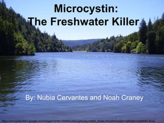 Microcystin: 
The Freshwater Killer 
By: Nubia Cervantes and Noah Craney 
https://encrypted-tbn1.google.com/images?q=tbn:ANd9GcSdk3gNxUbpYk6jW_K5xkLVnUyNnOm2j4v1aRGAbVcQ2i6MX-BIJw 
 
