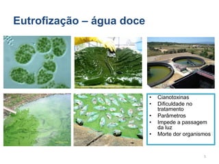 Ecologia 2013 Eutrofizacao