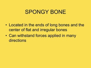 SPONGY BONE
• Located in the ends of long bones and the
center of flat and irregular bones
• Can withstand forces applied in many
directions
 