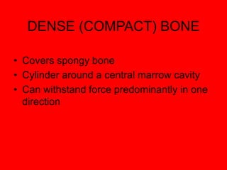 DENSE (COMPACT) BONE
• Covers spongy bone
• Cylinder around a central marrow cavity
• Can withstand force predominantly in one
direction
 