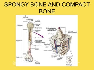 SPONGY BONE AND COMPACT
BONE
From Herlihy, B. & Maebius, N. (2000). The human body in health and illness. Philadelphia:
W.B. Saunders.
 
