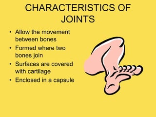 CHARACTERISTICS OF
JOINTS
• Allow the movement
between bones
• Formed where two
bones join
• Surfaces are covered
with cartilage
• Enclosed in a capsule
 