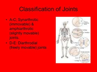 Classification of Joints
• A-C; Synarthrotic
(immovable) &
amphiarthrotic
(slightly movable)
joints.
• D-E: Diarthrodial
(freely movable) joints
 
