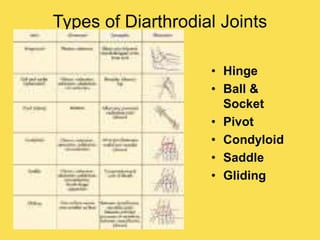 Types of Diarthrodial Joints
• Hinge
• Ball &
Socket
• Pivot
• Condyloid
• Saddle
• Gliding
 