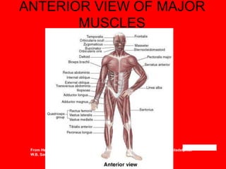 ANTERIOR VIEW OF MAJOR
MUSCLES
From Herlihy, B. & Maebius, N. (2000). The human body in health and illness. Philadelphia:
W.B. Saunders.
 