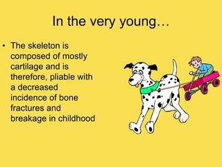In the very young…
• The skeleton is
composed of mostly
cartilage and is
therefore, pliable with
a decreased
incidence of bone
fractures and
breakage in childhood
 