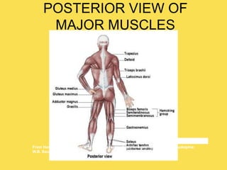 POSTERIOR VIEW OF
MAJOR MUSCLES
From Herlihy, B. & Maebius, N. (2000). The human body in health and illness. Philadelphia:
W.B. Saunders.
 