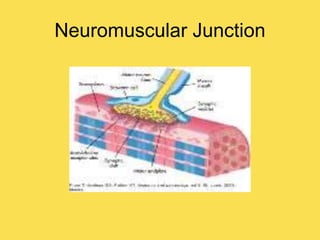 Neuromuscular Junction
 